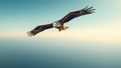 Obraz premium eagle in flight