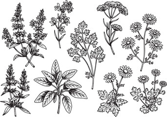 Elegant Herb Garden Woodcut Illustration, A Botanical Collection