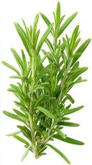 Fototapeta premium A stunning image of rosemary, (Salvia rosmarinus, Rosmarinus officinalis) plant set frontal bush herbaceous perennial plant isolated png on a white background perfectly cutout.