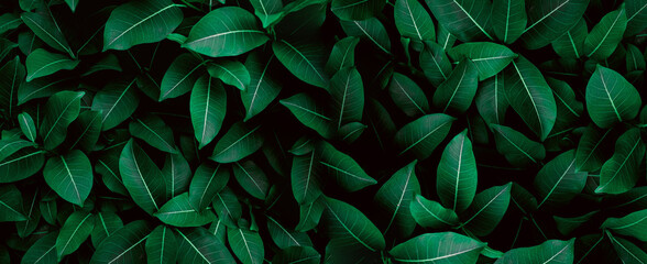 Fresh Green leaves pattern background, Natural leaf background and wallpaper