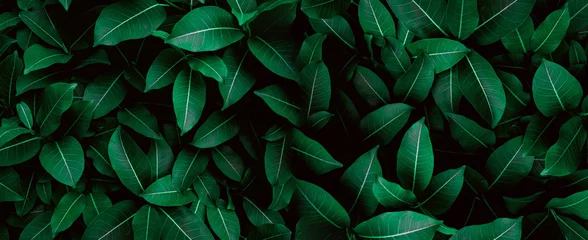 Fresh Green leaves pattern background, Natural leaf background and wallpaper © Hatori_Shisuka