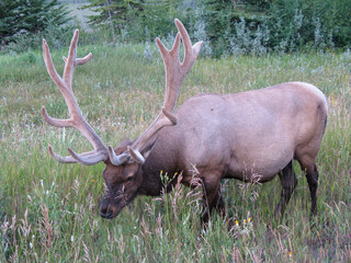 Elk grazing peacefully in a lush meadow surrounded by trees during twilight hours in a national park