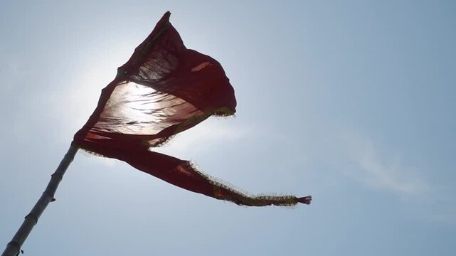 close-up of a torn flag on an aghori tent flapping against the sun, Varanasi, India 