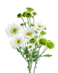 Florist's daisy, White Garden mum, isolated on white background, with clipping path