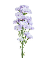 Fototapeta premium China aster flowers, Purple flower, isolated on white background, with clipping path 