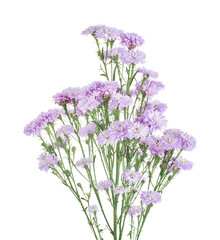 Naklejka premium China aster flowers, Purple flower, isolated on white background, with clipping path 
