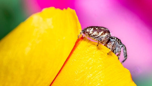 Jumping spider on  a milkweed leaf