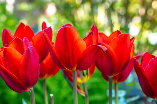 Red tulips on a sunny field in spring

