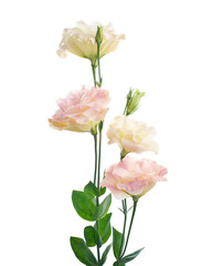 Obraz premium Pink Lisianthus flowers, Texas bluebell flowers, Prairie Gentian flowers, isolated on white background, with clipping path