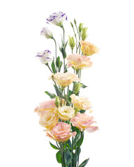 Pink Lisianthus flowers, Texas bluebell flowers, Prairie Gentian flowers, isolated on white background, with clipping path