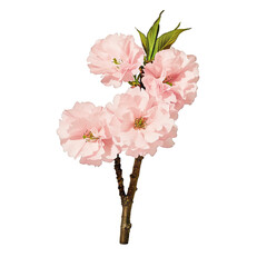 Vibrant pink cherry blossom branch with delicate petals and tiny buds isolated on a transparent background 