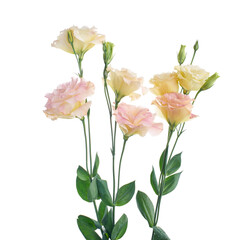 Fototapeta premium Pink Lisianthus flowers, Texas bluebell flowers, Prairie Gentian flowers, isolated on white background, with clipping path