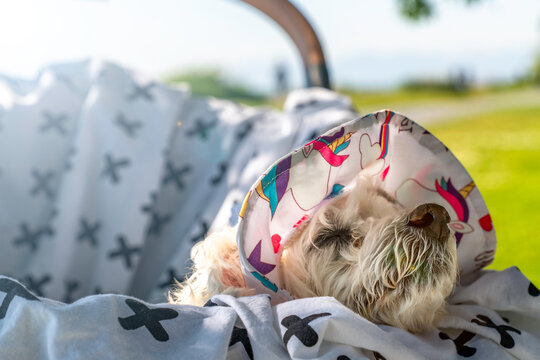 Cute dog resting peacefully in cozy basket with soft fabric surrounding him. 