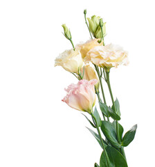 Pink Lisianthus flowers, Texas bluebell flowers, Prairie Gentian flowers, isolated on white...