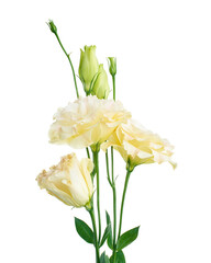 Pink Lisianthus flowers, Texas bluebell flowers, Prairie Gentian flowers, isolated on white background, with clipping path