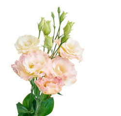 Pink Lisianthus flowers, Texas bluebell flowers, Prairie Gentian flowers, isolated on white background, with clipping path