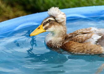 duck in water