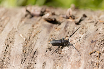 Longhorn beetle Cerambycidae Cerambyx scopolii taking off from a log