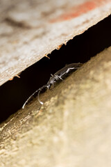Longhorn beetle Cerambycidae Cerambyx scopolii taking off from a log