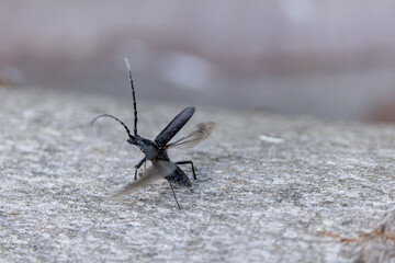 Longhorn beetle Cerambycidae Cerambyx scopolii taking off from a log