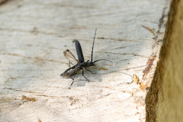 Longhorn beetle Cerambycidae Cerambyx scopolii taking off from a log