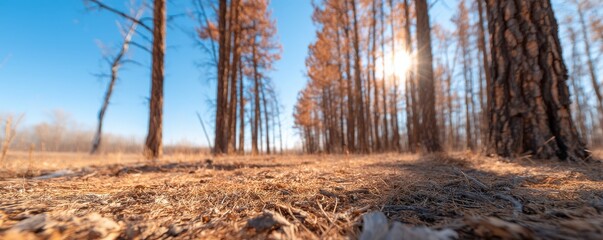 Sunlit forest with tall trees and a clear blue sky, showcasing nature's beauty.