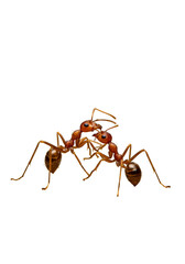 Illustration Macro View Two Brown Ants Wildlife on Transparent Background