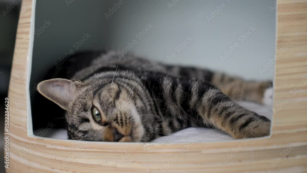 Poster close-up shot of a cat rolling on its back to get comfy when trying to sleep