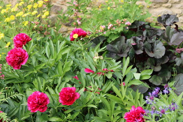 Peonies in a garden in spring
