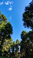 A serene forest scene featuring towering green trees reaching towards a bright blue sky, with soft sunlight filtering through the leaves, creating a tranquil atmosphere.