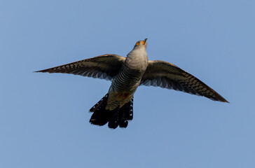 common cuckoo Cuculus canorus in flight or perched in Alsace, France