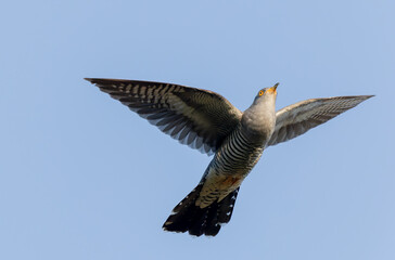 common cuckoo Cuculus canorus in flight or perched in Alsace, France