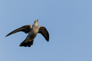 common cuckoo Cuculus canorus in flight or perched in Alsace, France