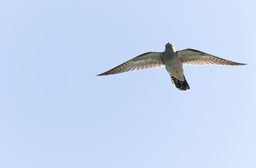 common cuckoo Cuculus canorus in flight or perched in Alsace, France