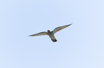 common cuckoo Cuculus canorus in flight or perched in Alsace, France
