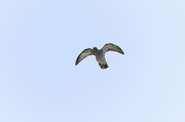 common cuckoo Cuculus canorus in flight or perched in Alsace, France