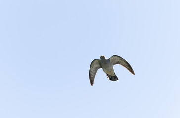 common cuckoo Cuculus canorus in flight or perched in Alsace, France