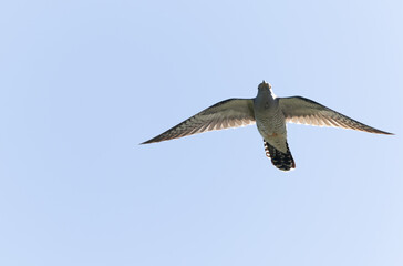common cuckoo Cuculus canorus in flight or perched in Alsace, France