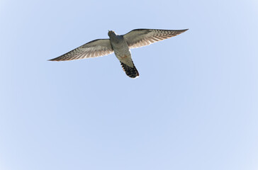 common cuckoo Cuculus canorus in flight or perched in Alsace, France