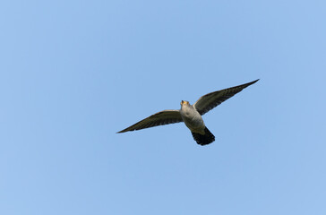 common cuckoo Cuculus canorus in flight or perched in Alsace, France