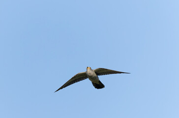 common cuckoo Cuculus canorus in flight or perched in Alsace, France