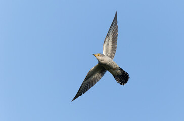 Obraz premium common cuckoo Cuculus canorus in flight or perched in Alsace, France