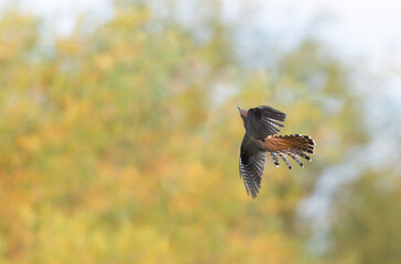 common cuckoo Cuculus canorus in flight or perched in Alsace, France