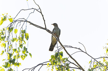 common cuckoo Cuculus canorus in flight or perched in Alsace, France