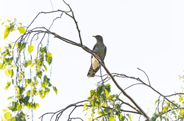 common cuckoo Cuculus canorus in flight or perched in Alsace, France