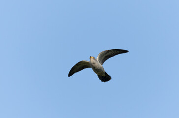 common cuckoo Cuculus canorus in flight or perched in Alsace, France