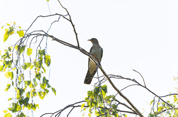 common cuckoo Cuculus canorus in flight or perched in Alsace, France