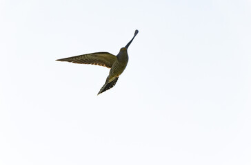 common cuckoo Cuculus canorus in flight or perched in Alsace, France