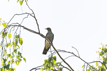 common cuckoo Cuculus canorus in flight or perched in Alsace, France