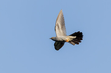 common cuckoo Cuculus canorus in flight or perched in Alsace, France